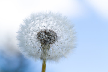 Macro view of the blossom of mature Dandelion with seeds in front of blue sky background. Taraxacum Ruderalia.