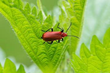 A fire colored beetle sitting on a nettle