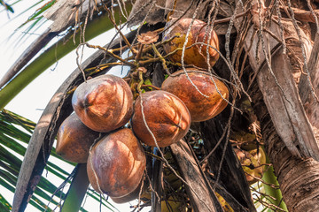 Cocoanuts on a palm tree. A bunch of brown coconuts.