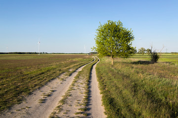 Fototapeta na wymiar Sandweg mit Baum in Brandenburg.