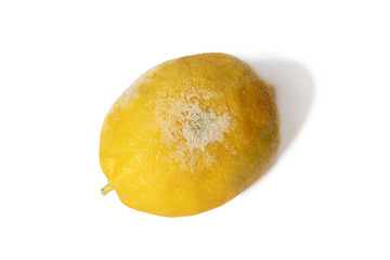 moldy lemon on a white background isolated