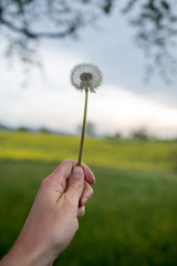 blooming dandelion in hand on a spring meadow
