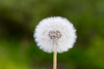 Macro view of the blossom of mature Dandelion with seeds in front of green grass background....