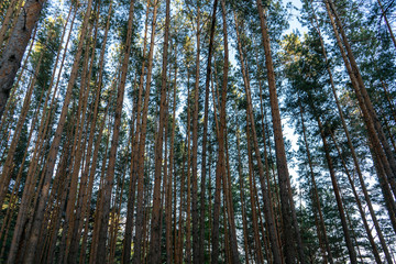 Pine forest against the sky.