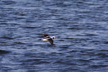  Fridge bird in the spring © moniadk