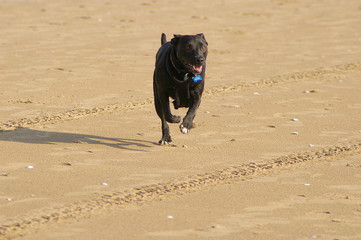 Staffordshire Bull Terrier Cross