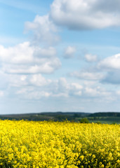 Obraz premium Beautiful outdoor sunny view of yellow rapeseed blossom field in spring or summer season against blue sky with clouds. Selected focus.
