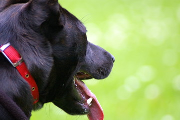 Staffordshire Bull Terrier Cross