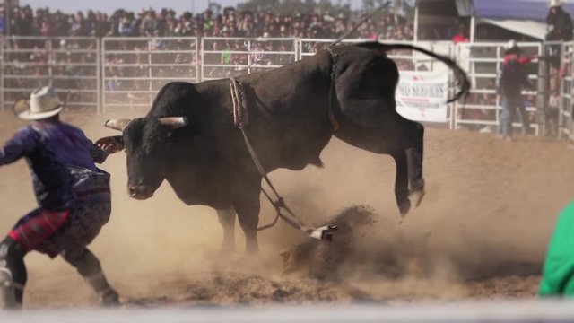Dangerous black bull trying to kick a cowboy in a rodeo (30fps Slow Motion)