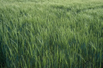 green wheat field