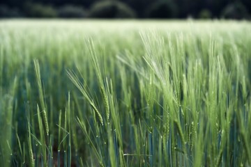 green wheat field