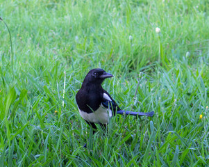 Magpie in the grass