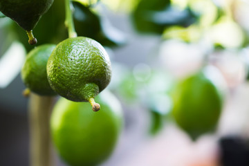 The first fruits of a lemon tree