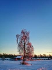 Bare Tree On Field Against Clear Sky During Winter