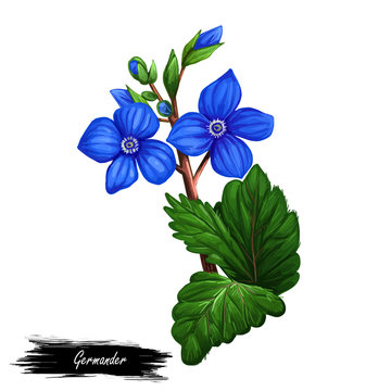 Germander Teucrium perennial plants in family Lamiaceae isolated digital art illustration. Germanders herb, shrubs and subshrub. Teucrium capitatum or Mountain germander blue flowers and green leaves.