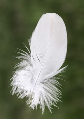 white feather on green grass