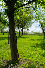 Obraz premium tree in the farm