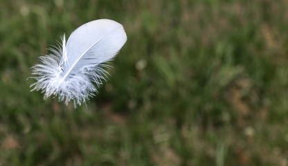 white feather on green grass