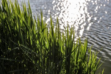 green grass in the wind