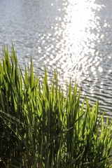 Obraz premium grass and water