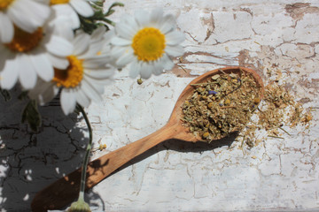 Dried chamomile medical herb in a wooden spoon and fresh daisy flowers on white shabby background. Herbal tea ingredient. Top view