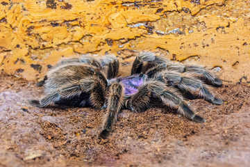 Black with a purple tint a giant tarantula spider sits on the ground in the forest.