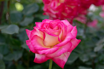 pink rose in the garden