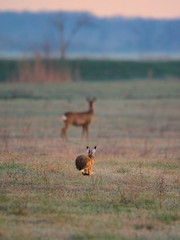 Rabbit running on a meadow, roe deer in background