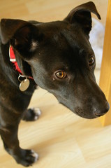 Staffordshire Bull Terrier Cross