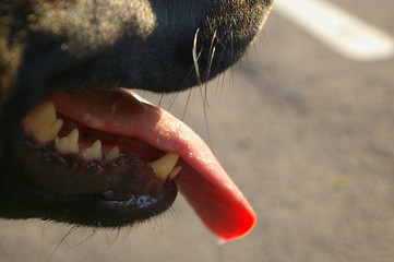 Staffordshire Bull Terrier Cross