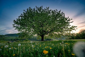 perfectly scaped spring tree in meadow