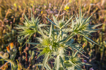 kwiat łąka natura wiosna promienie słońce roślina © Piotr