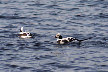  Fridge bird in the spring © moniadk