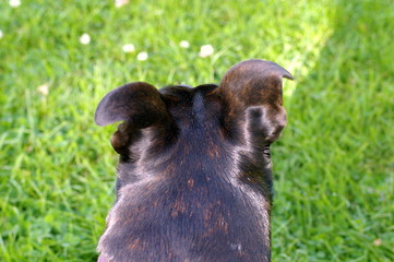 Staffordshire Bull Terrier Cross