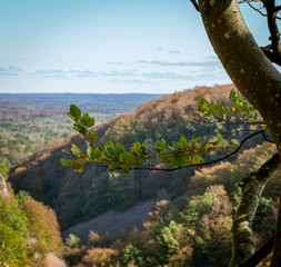 A branch still has some green leaves while the rest of the landscape is turning yellow and orange during autumn in Söderåsen national park in Sweden