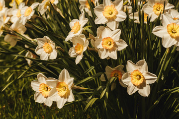White flowers Narcissus background.