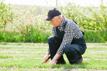 Naklejka na ściany i meble Senior gardener working in garden bed. Aged man in overall and baseball cap. Old smiling farmer.