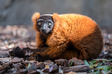 Fototapeta premium Portrait of cute brown lemur enjoying the sun.