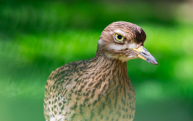 Close up portrait of a bird.