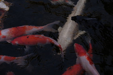 Japanese koi fish in the pond