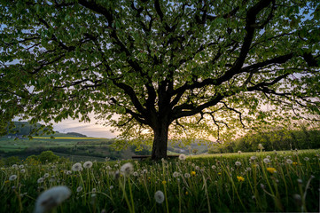 below a perfectly scaped spring tree in meadow