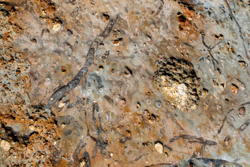 琴引浜にみられる生痕化石 生物の這い跡