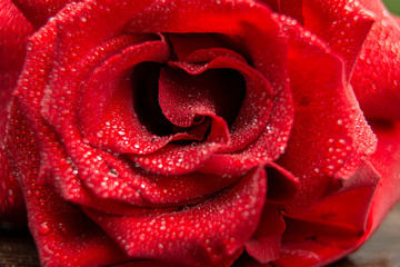 Rose /Natural red roses with water drops close-up /Greeting card for Valentines Day, Womens Day. Holiday concert.