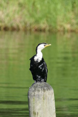 Sitting, looking out great cormorant, also known as black shag or large cormorant, on the wooden pillar of a landing stage