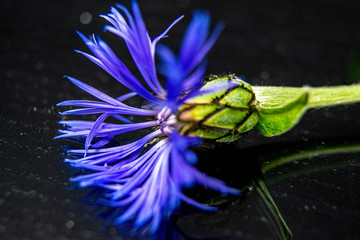 Close-up of blue cornflowers on dark mirrow background / design concept