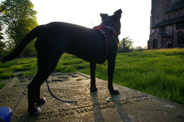 Staffordshire Bull Terrier Cross