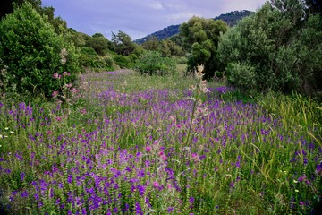 Obraz premium Mediterrane Blumenwiese auf Rhodos