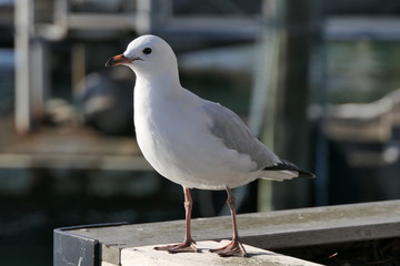 White seagull: beautiful close up of a standing gull
