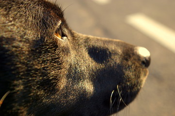 Staffordshire Bull Terrier Cross