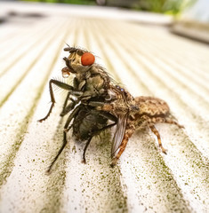 Spider attacking fly 2